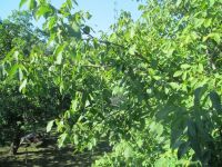 IMG_5133.jpg(800x600)